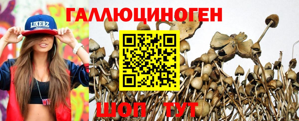 Кингисепп  магазин    Псилоцибиновые грибы Psilocybine cubensis  Вход с VPN  Галлюциногенные грибы ЛСД 